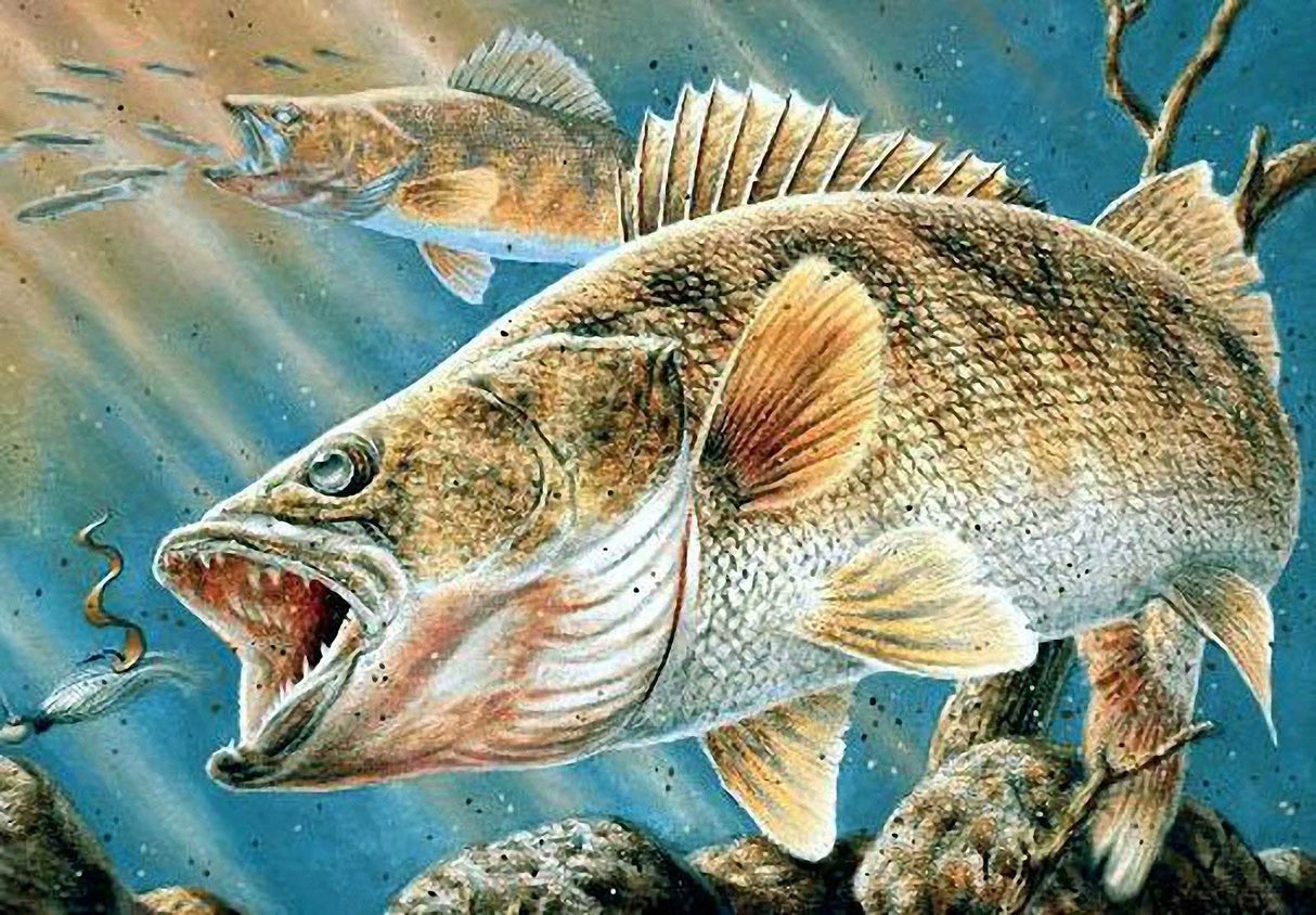 Full Drill 5D Diamond Painting Kit for Adults,Fish 16x10''DIY Diamond Painting by Numbers Diamond Embroidery Kit Cross Stitch Rhinestone Embroidery Arts Craft for Home Decor (Walleye Fish) USTARAIL