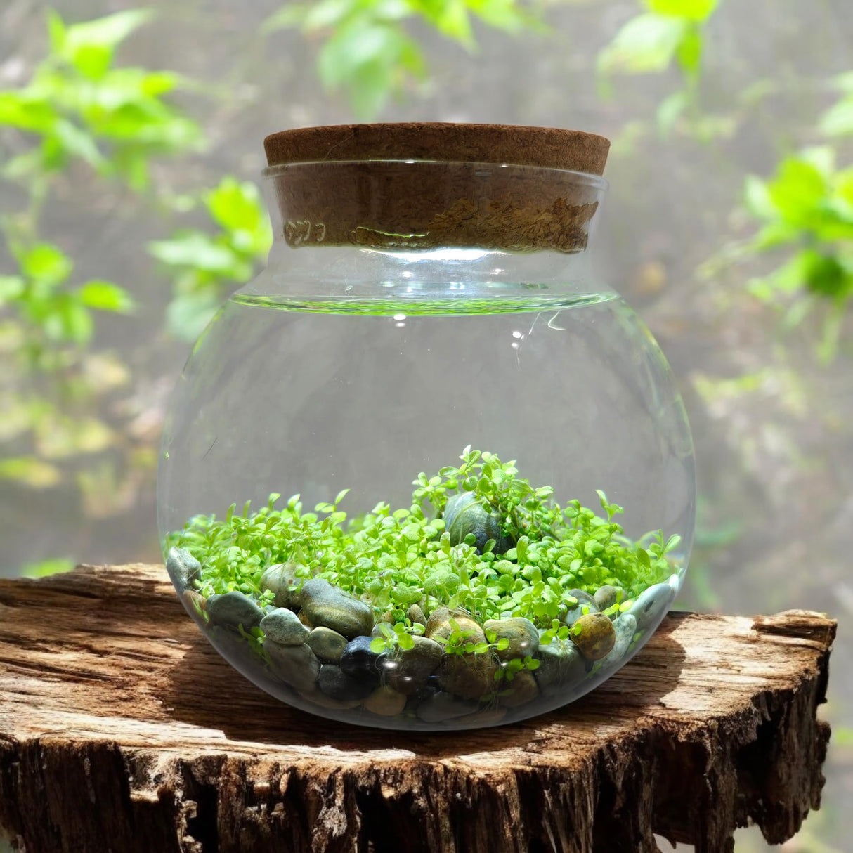 WaterPlants- Create Your Own Lush and Soothing Aquasacape Terrarium Starter Kit, Indoor Plant Glass Globe Terrariums with Powerful 3 LED Light and Complete Supplies, Just Add Water! Unique Gardener