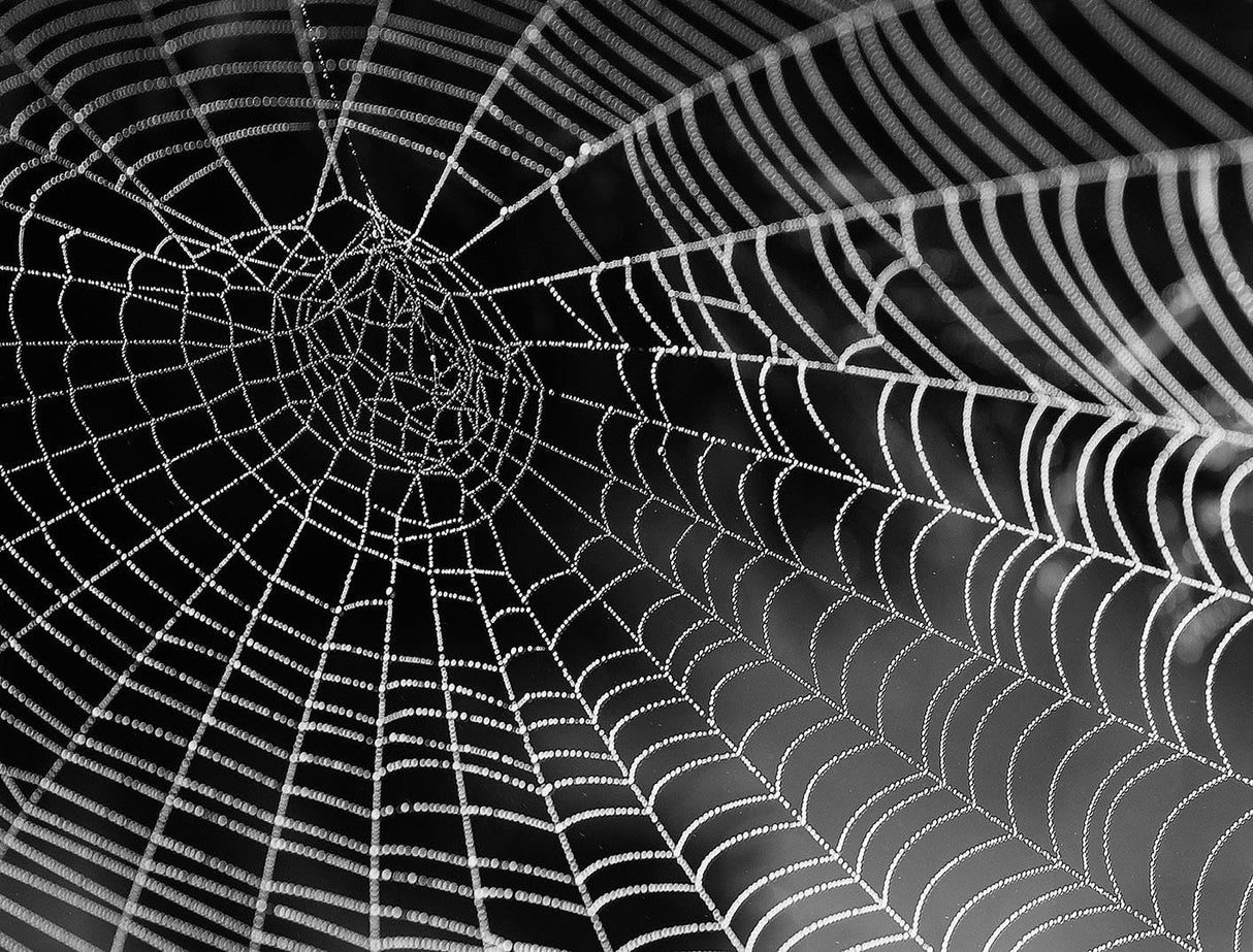 Spiders Web 1000 Piece Jigsaw Puzzle - Arachnophobia - for Adults - Challenging and Difficult Puzzles 26 inch X 20 inch All Jigsaw Puzzles