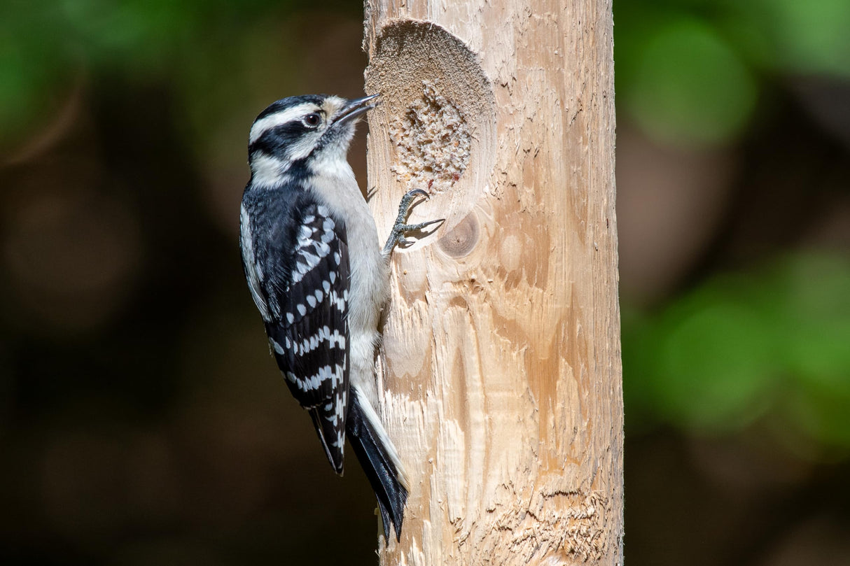Kettle Moraine Large Cedar Suet Log Feeder for Woodpeckers and Chickadees Kettle Moraine