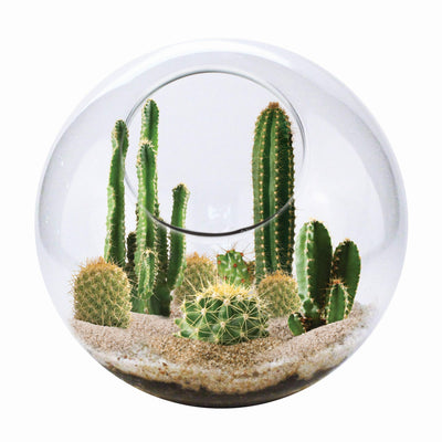Cactus Succulent Glass Terrarium Starter Kit from Unique Gardener - Grow Your Own Indoor Desert Terrariums - Includes Live Cacti Plants and Easy Setup with Complete Terrarium Supplies