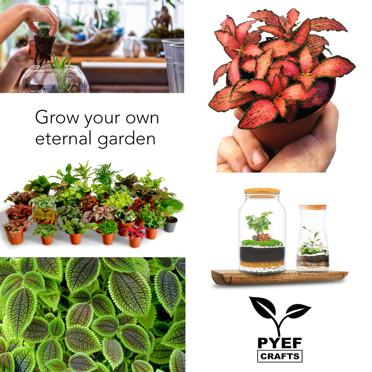 PYEF CRAFTS DIY Terrarium Kit for Adults – Build Your Own Self‑Sustaining Closed Ecosystem – 34 fl oz (1‑Liter) Glass Terrarium – Succulents, Air Plants, Fittonia, Fern – Plants Not Included PYEF CRAFTS