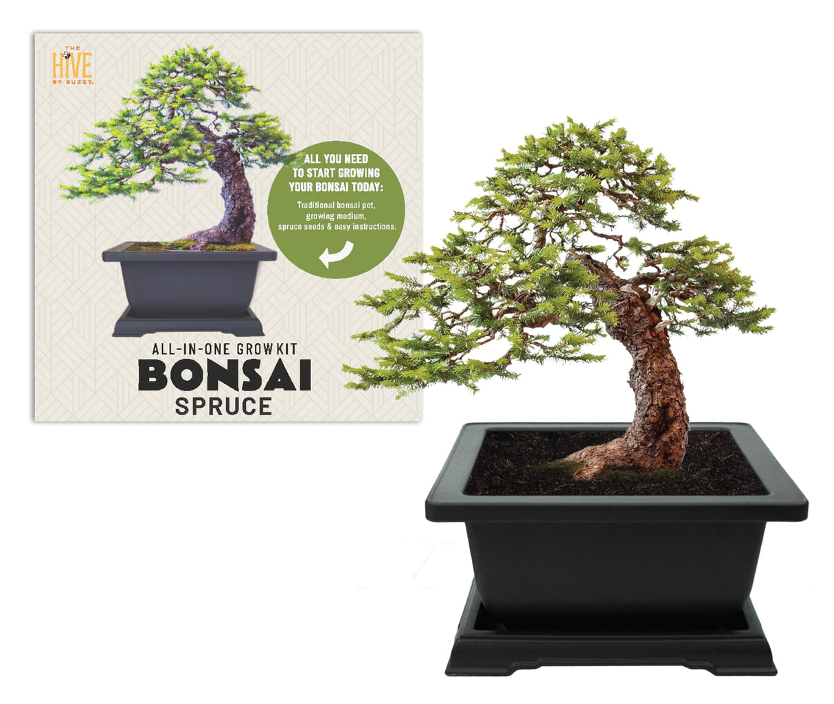 BUZZY Seeds Bonsai Complete Starter Kit (Norway Spruce) - Gardening Gifts - Guaranteed to Grow - Best Indoor Grow Your Own Gardening Gift - Hobbies for Plant Lovers or Unique Christmas Gifts BUZZY