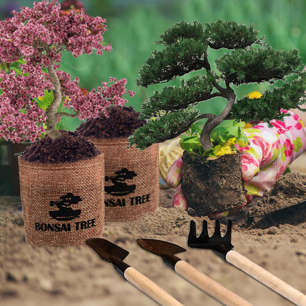 Sproutix Bonsai Garden Starter Kit, 4 Seeds Growing into Sakura, Ginkgo, Black Pine, Red Flame, Including Complete Gardening Tools & A Wooden Box with Cover, Christmas Gifts for Men Women Beginners SPROUTIX