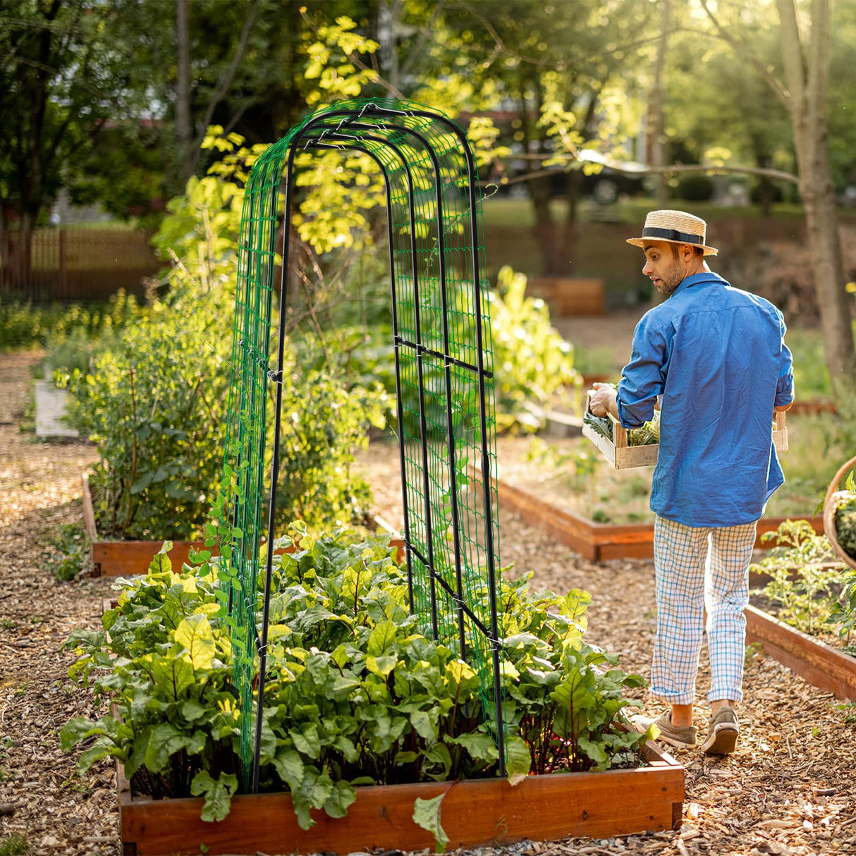 DoCred Tall Garden Arch Trellis Cucumber Trellis for Climbing Plants, 71in Tall Metal Plant Support Trellis for Climbing Vine Vegetable/Fruit/Flower Outdoor Yard Lawn Garden Arch Tunnel Trellis DoCred