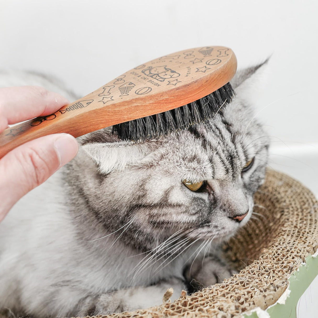 Menesia Pet Soft Brush with Wood Handle and Boar Bristle Hair - Soft Cat and Dog Grooming Brush for Short Hair Cats and Small Dogs - Gentle Massage and Dandruff Removal (Cat) menesia