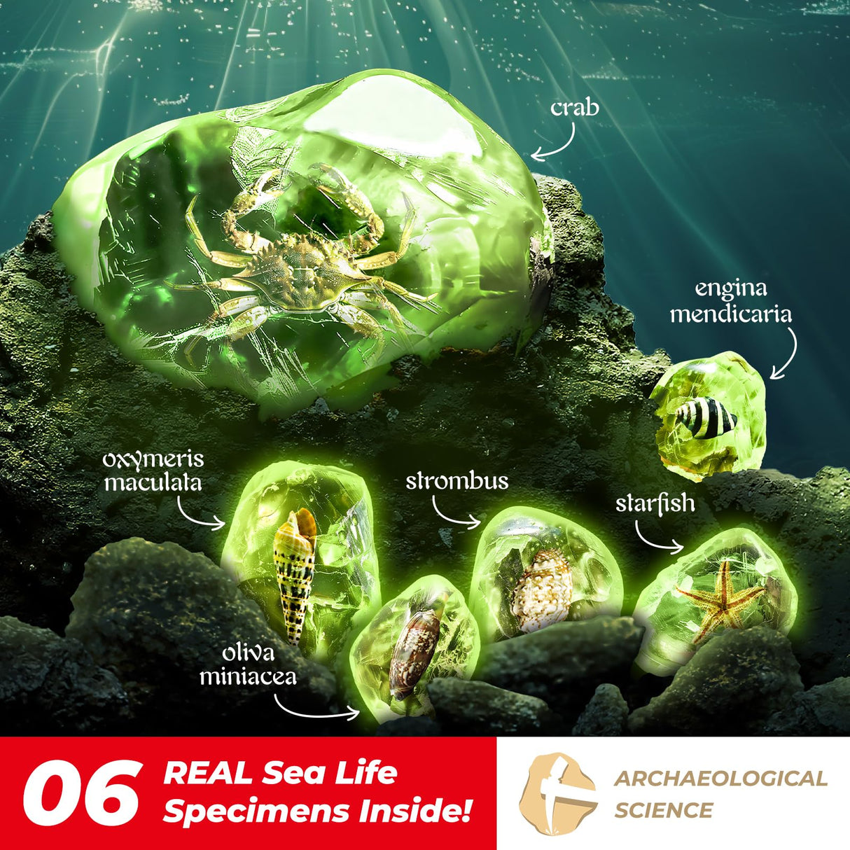 EDUMAN Amber Dig Kit-6 Artificial Sea Life Resin Specimens, Glow in The Dark Oceanlife Fossil Excavation Set, STEM Inspired Educational Toy for Kids Ages 6-12, for Boys & Girls EDUMAN