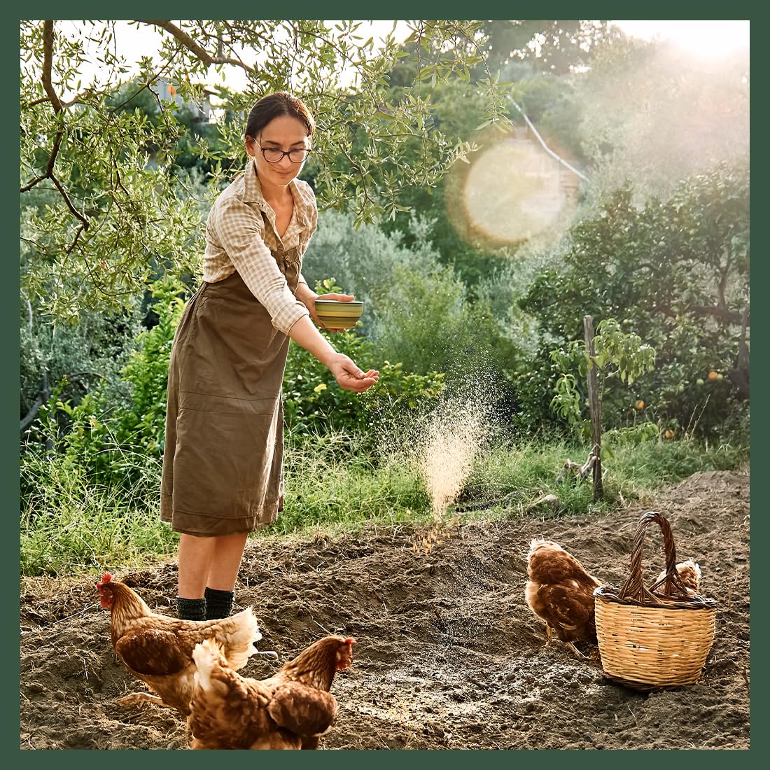 Sassafras & Pumpernickel Certified USDA Organic Chicken Nesting Herbs (16 oz, 1 Pound Bulk Bag) Aromatic Herbs for Coops and Nest Boxes, Nesting Herbs for Chicken coop, coop Refresher for Chickens Sassafras & Pumpernickel