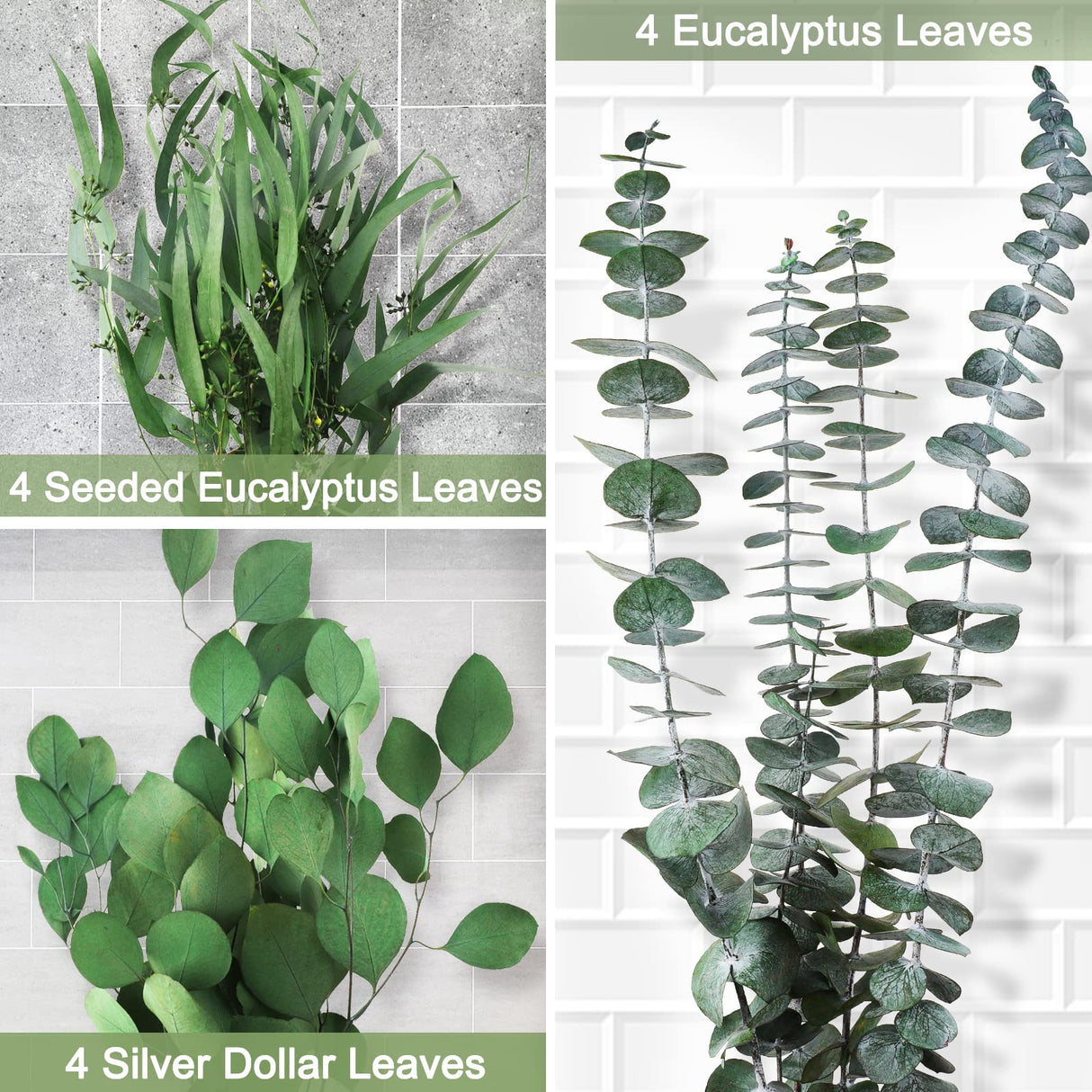 12 Pcs Mixed Real Dried Eucalyptus Leaves Stems - Preserved Eucalyptus Branches, Silver Dollar Eucalyptus, Seeded Eucalyptus Bouquets for Vase Floral Arrangements Wedding Greenery Decor Glicrili