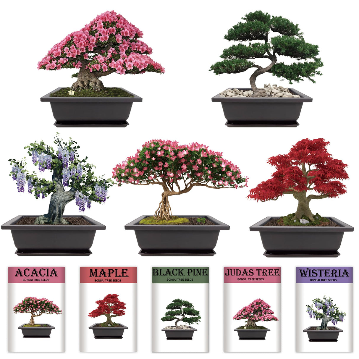 Sproutix Indoor Bonsai Garden Starter Kit, 5 Seeds Growing into Red Maple, Wisteria, Black Pine, Judas Tree, Acacia, Including Complete Gardening Planters & A Wooden Box, Christmas Gifts for Women SPROUTIX