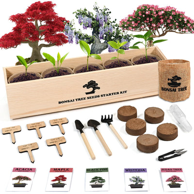 Sproutix Indoor Bonsai Garden Starter Kit, 5 Seeds Growing into Red Maple, Wisteria, Black Pine, Judas Tree, Acacia, Including Complete Gardening Planters & A Wooden Box, Christmas Gifts for Women