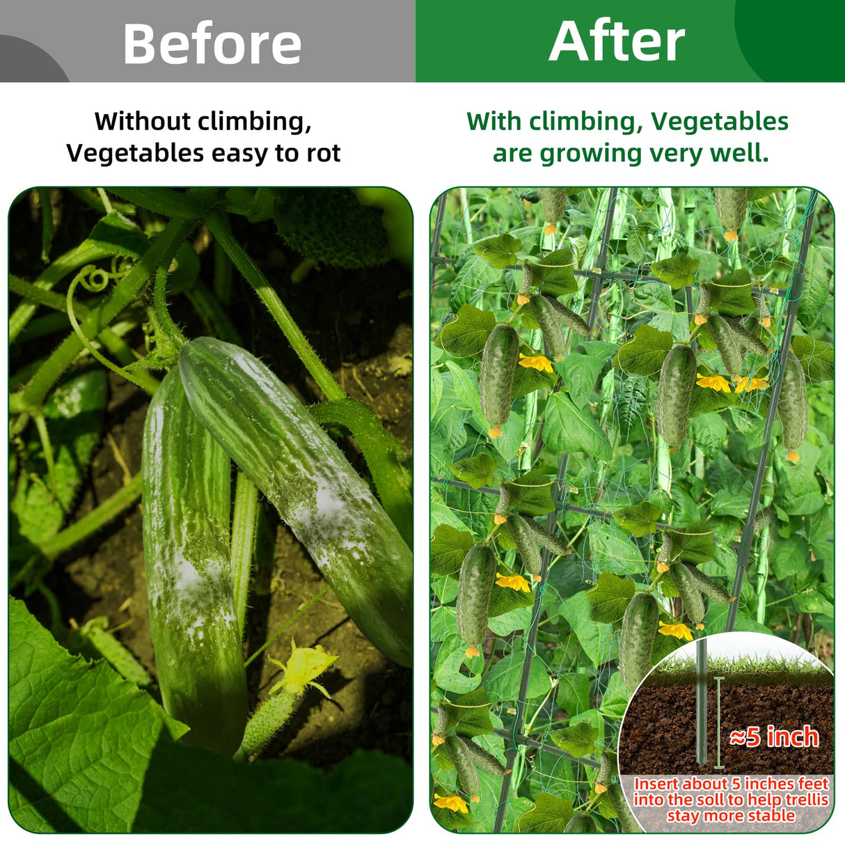 65"×50" Cucumber Trellis for Raised Bed,Tall Metal Arch Garden Trellis for Climbing Plants Outdoor,Vegetables,Plant Support Peas,Fruit,Flower,Grape,Tomato, Bean CFKEMZY