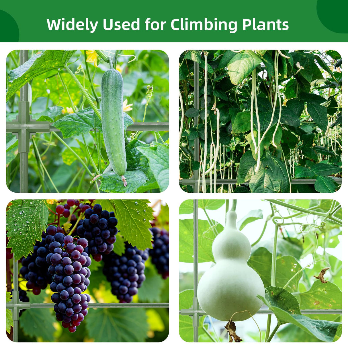 65"×50" Cucumber Trellis for Raised Bed,Tall Metal Arch Garden Trellis for Climbing Plants Outdoor,Vegetables,Plant Support Peas,Fruit,Flower,Grape,Tomato, Bean CFKEMZY