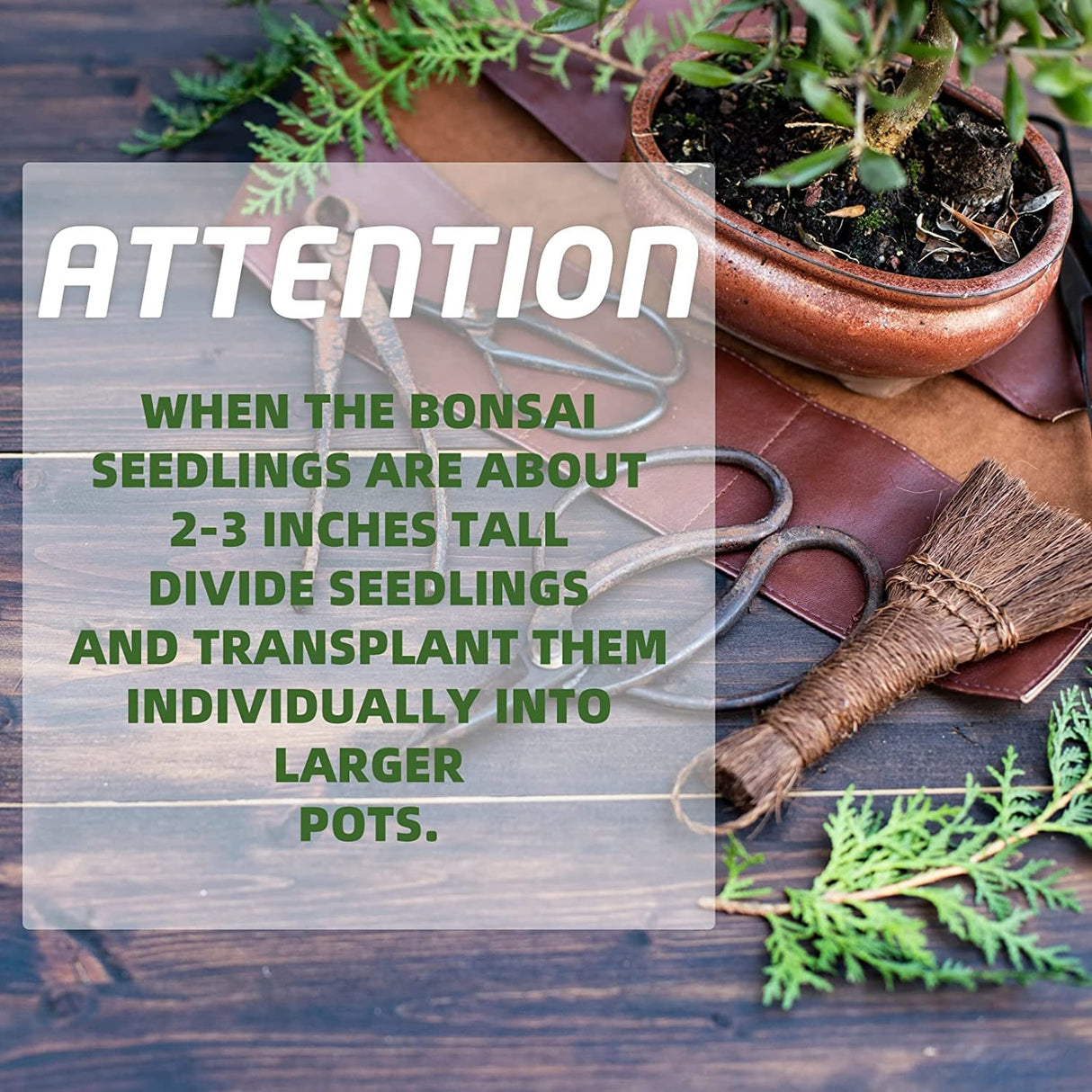 Meekear 5 Bonsai Tree Kit Complete Plant Growing Tools, Grow in Pot Indoor Bonsai Tree Starter Kit, Great Home Gardening Potted Plants DIY Gift for Adults Meekear