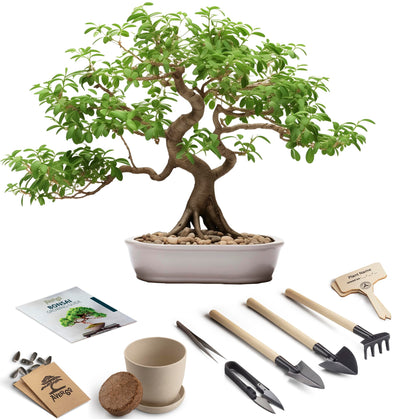 Bonsai Starter Kit – Growing Pigeon Pea Bonzai Tree from Seeds | Complete Indoor Tree Kit for Growing Plants with Tools & Planter – Gardening Gifts for Mother, Women & Men