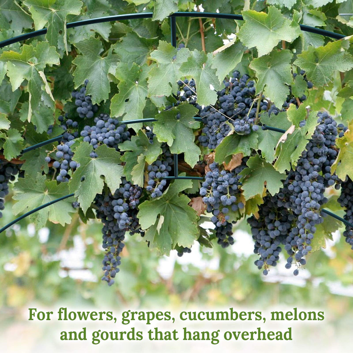 Multi-Size Large Garden Support Arch Frame Climbing Plant Arch Arbor for Flowers/Fruits/Vegetables (6.5ft x 7ft x 7.2ft) BenefitUSA