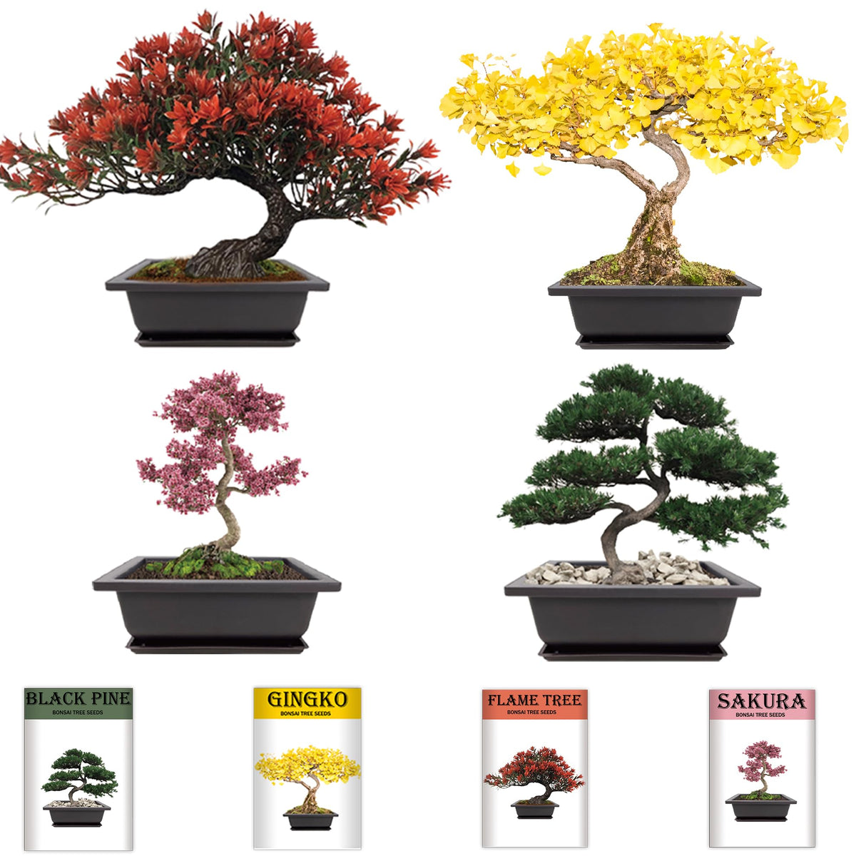 Sproutix Bonsai Garden Starter Kit, 4 Seeds Growing into Sakura, Ginkgo, Black Pine, Red Flame, Including Complete Gardening Tools & A Wooden Box with Cover, Christmas Gifts for Men Women Beginners SPROUTIX