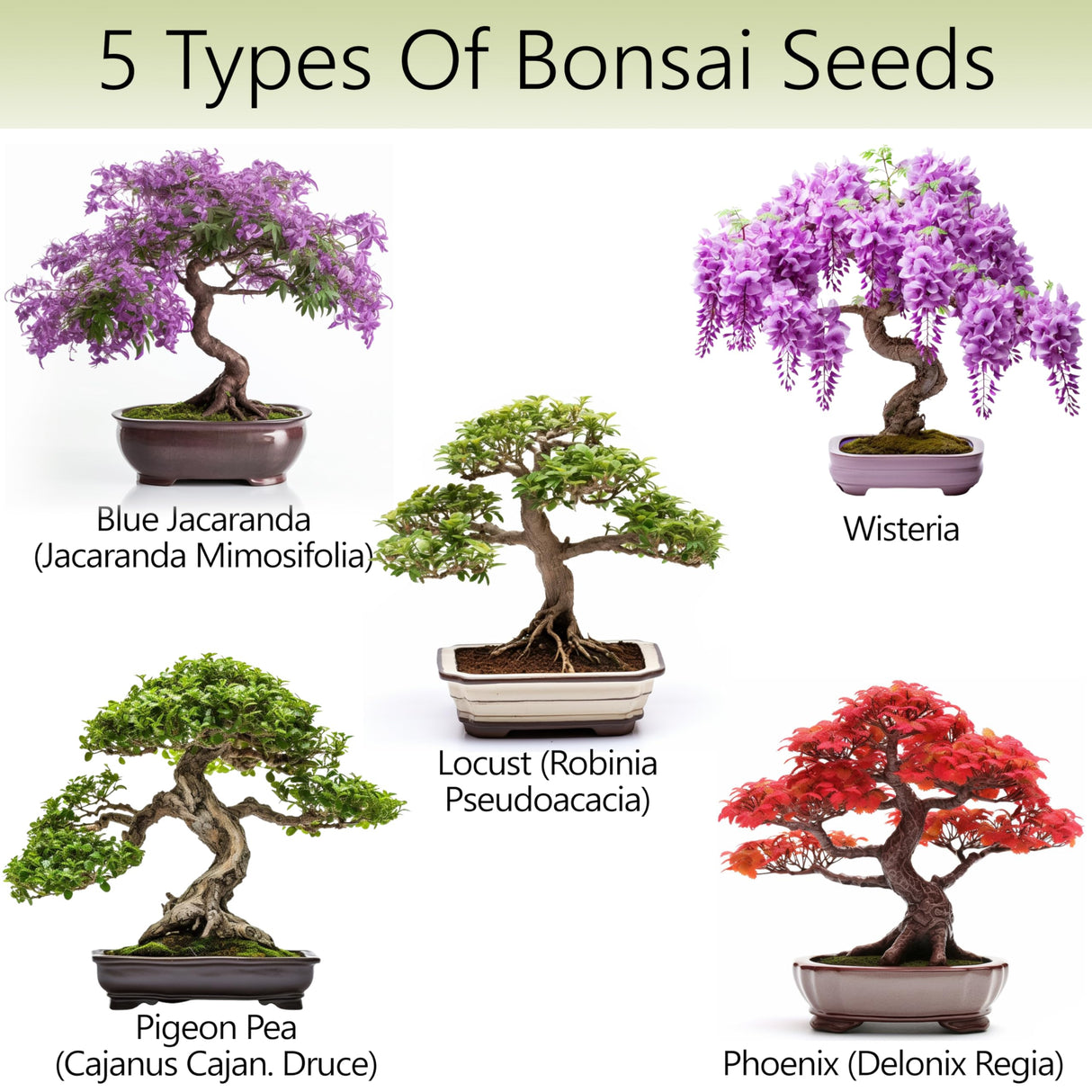 AVERGO Bonsai Tree Kit for Beginners – 5X Unique Japanese Bonzai Trees | Complete Indoor Starter Kit for Growing Plants with Bonsai Seeds, Tools & Planters – Gardening Gifts for Women & Men AVERGO