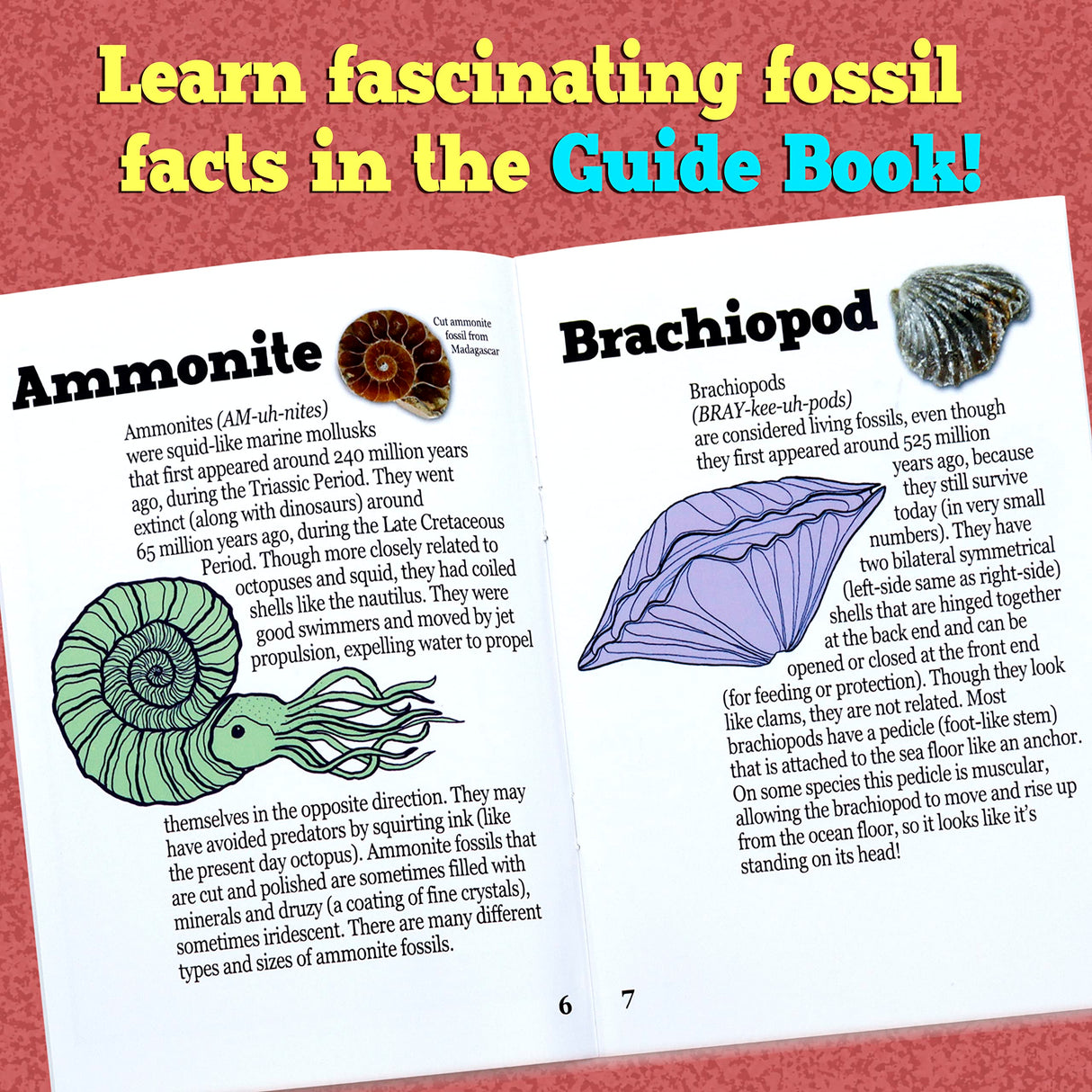 DANCING BEAR Fossil Dig Kit, Excavate 15 Prehistoric Fossils Including Real Dinosaur Bones and Shark Teeth, Paleontology STEM Education for Kids, Fun Science Activity Gift Sets for Girls and Boys DANCING BEAR