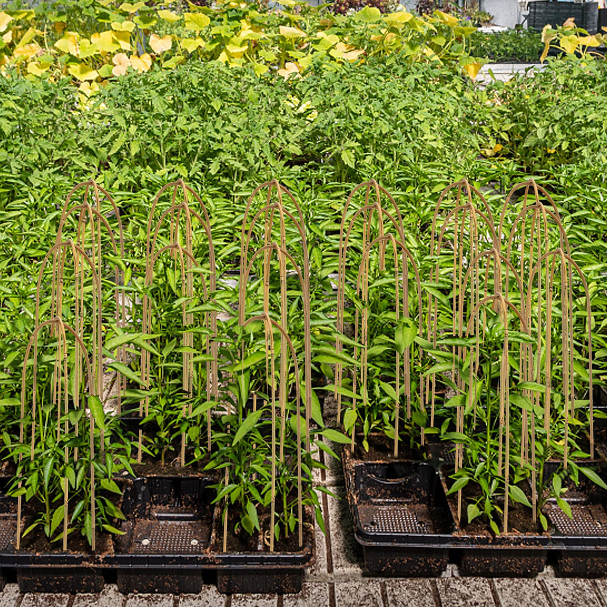 Coloch 20 Pack Bamboo U Trellis Support, 16 Inch U Loop Plant Stake Arch Garden Trellis for Potted Plants, Climbing Flowers and Vines, Ivy, Outdoor Planting Coloch