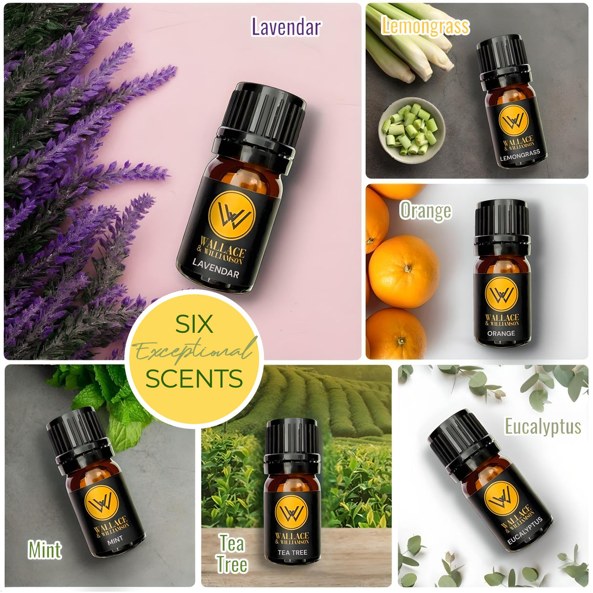 Wallace & Williamson DIY Soap Making Kit with Melt & Pour Base, Cutting Box, Molds, Fragrances, Flowers Silicone Molds - for Adults & Kids Craft Wallace & Williamson