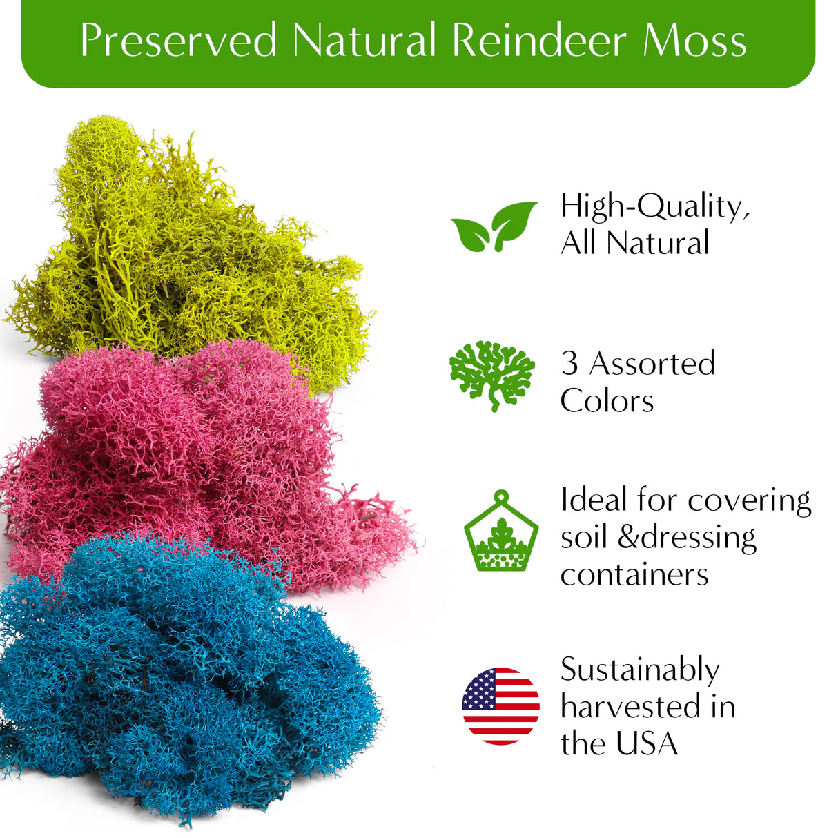 Creations by Nathalie – DIY Large Terrarium Starter Kit with Soil, Moss, Pebbles, Healing Crystal, Tools & Supplies – Terrarium Kit for Adults & Kids, Handcrafted in USA Creations by Nathalie