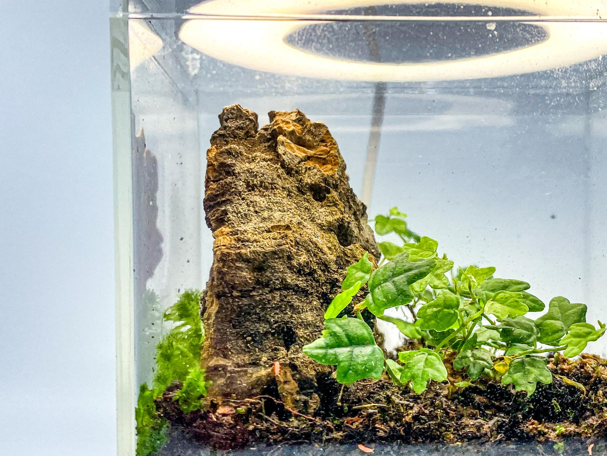 Tiny Terrarium Kit 4x4 Inch – DIY BioActive Starter Kit with Live Tropical Plants, Halo LED Grow Light, Soil, Drainage, 25 Dwarf White Isopods, and 25 Fire-Orange Springtails Creation Cultivated