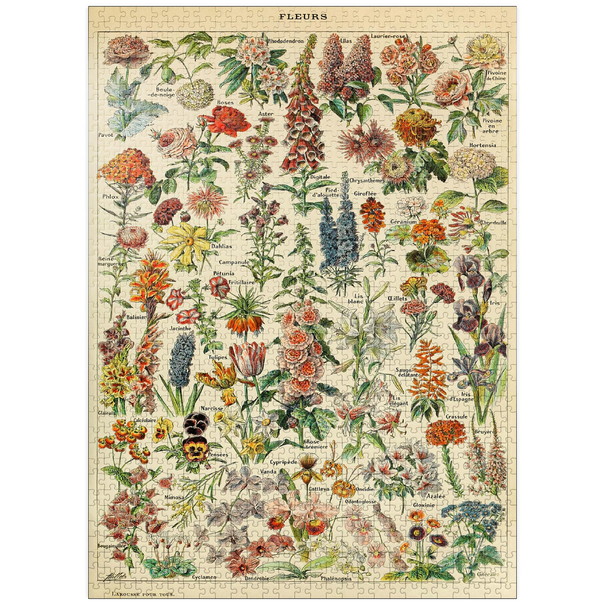 MyPuzzle Fleurs - Flowers for All, Vintage Art Poster, Adolphe Millot - Premium 1000 Piece Jigsaw Puzzle for Adults MyPuzzle.com