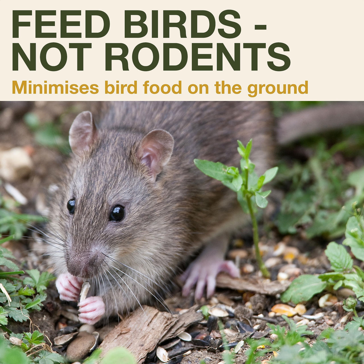 SWISSINNO Bird Feeder Davos Smart Birds. Feed Birds, not Mice & Rodents! Robust & Reliable for Hanging. Dual Food Chambers. Made in EU. Green SWISSINNO