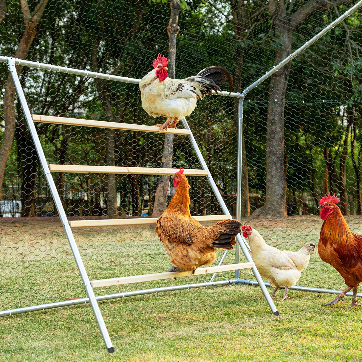PETSFIT Square Chicken Roosting Perch, Perfect for Backyard Poultry, Chicken Perch for Coop, Easy to Assemble&Clean, Farm Chicken Toys (55" L x 40" W) Petsfit