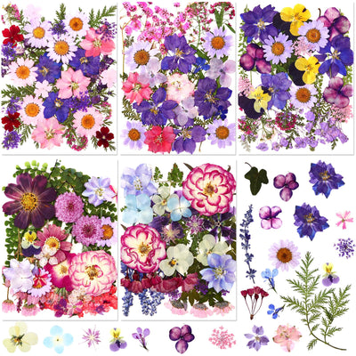 Nuanchu 167 Pcs Real Dried Pressed Flowers Natural Dried Flowers Colorful Dry Daisy Flowers Mixed Dried Flowers for DIY Candle Resin Nails Jewelry Pendant Crafts Floral Art (Purple)