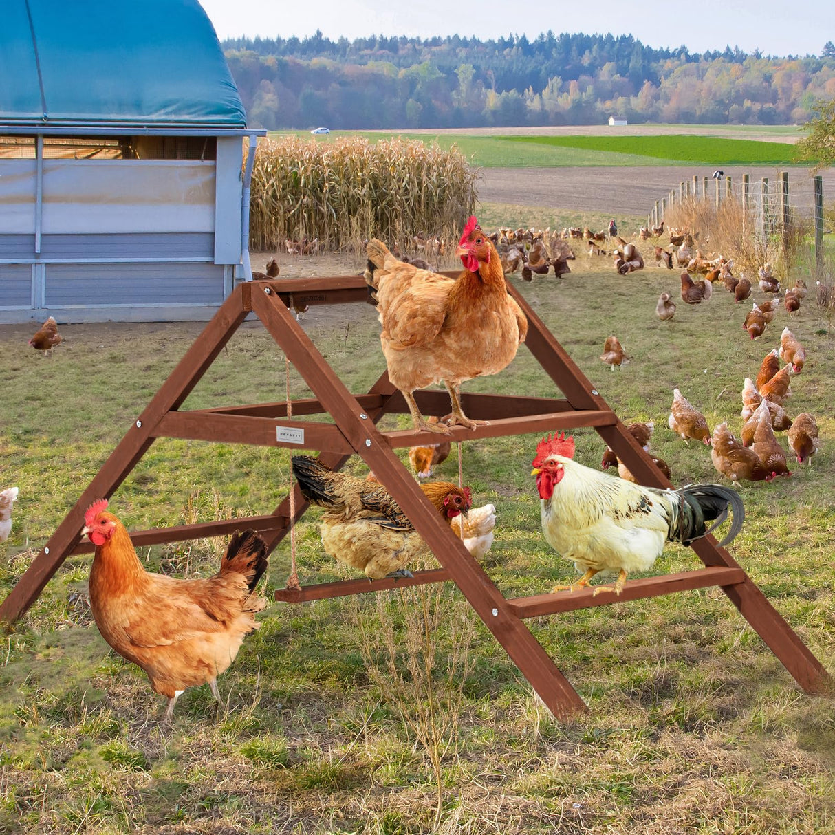 PETSFIT Chicken Roosting Bars for Coop Accessories, Chicken Perches with Swing are Perfect for 8-10 Chickens, Wooden Chicken Ladder for Pet's Healthy & Happy, Easy to Assemble&Clean Petsfit