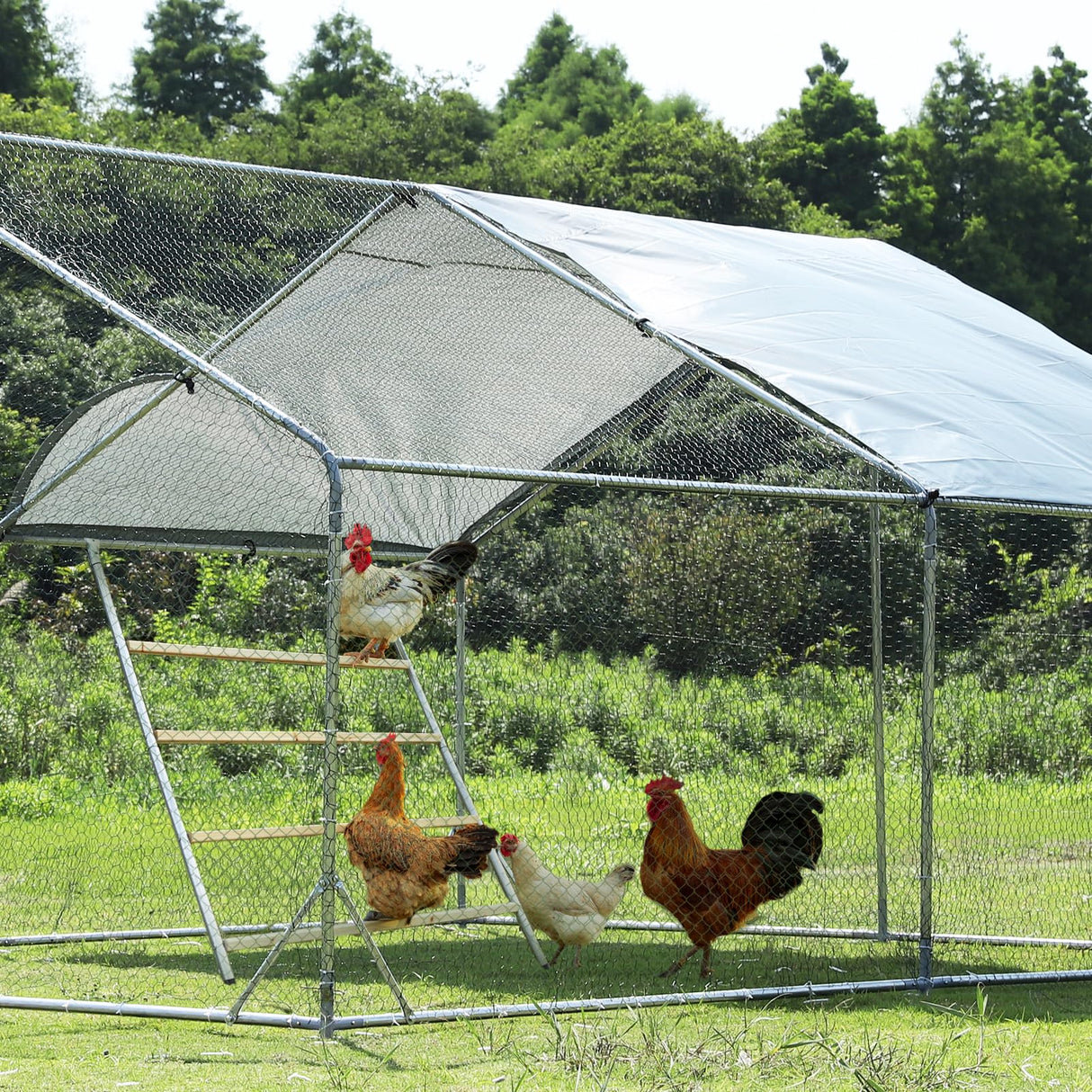 PETSFIT Square Chicken Roosting Perch, Perfect for Backyard Poultry, Chicken Perch for Coop, Easy to Assemble&Clean, Farm Chicken Toys (55" L x 40" W) Petsfit