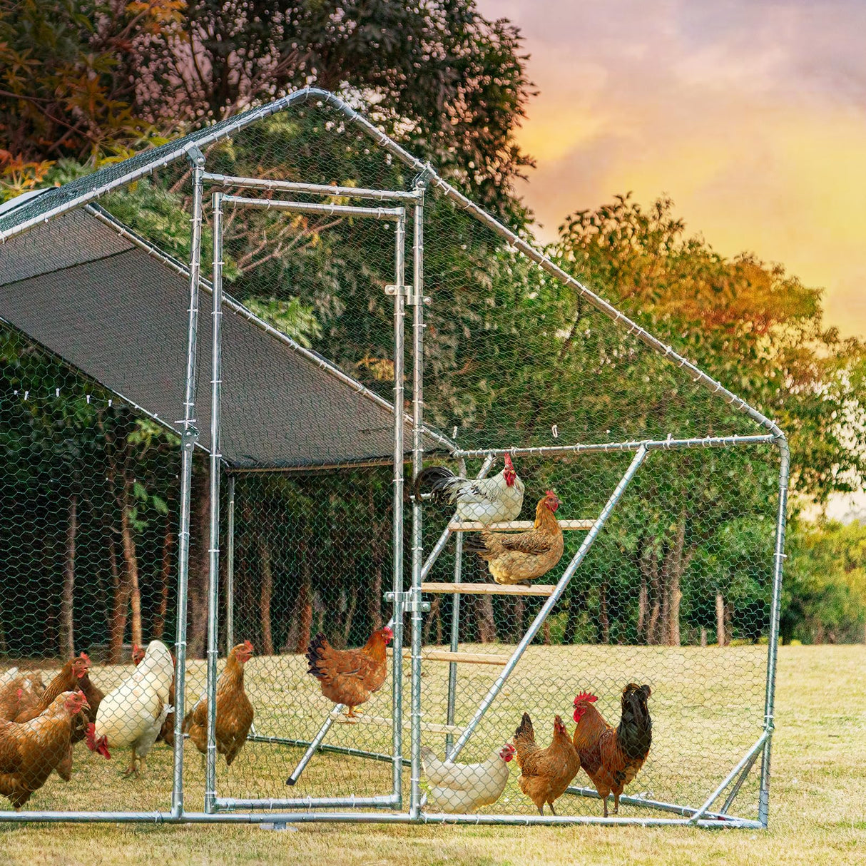 PETSFIT Square Chicken Roosting Perch, Perfect for Backyard Poultry, Chicken Perch for Coop, Easy to Assemble&Clean, Farm Chicken Toys (55" L x 40" W) Petsfit