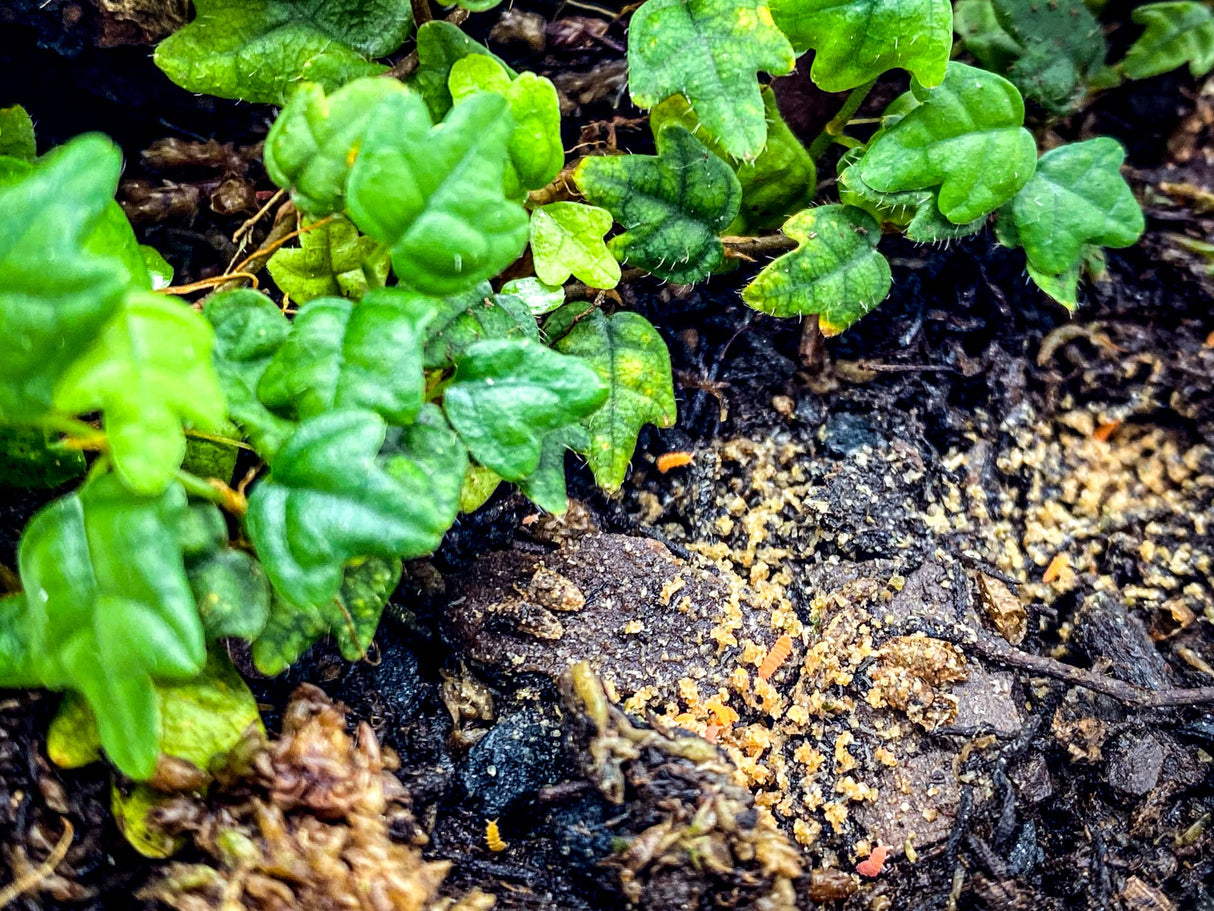 Tiny Terrarium Kit 4x4 Inch – DIY BioActive Starter Kit with Live Tropical Plants, Halo LED Grow Light, Soil, Drainage, 25 Dwarf White Isopods, and 25 Fire-Orange Springtails Creation Cultivated