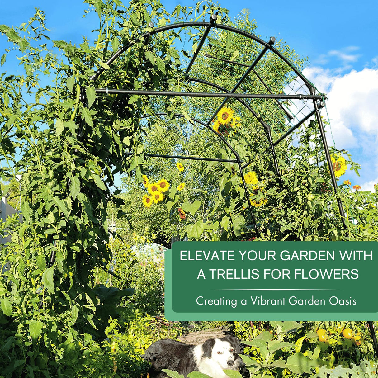 Garden Arch Trellis 7FT Extra Tall Polyethylene-Coated Stainless Steel Garden Trellis for Climbing Plants Outdoor Garden Trellis Arch for Cucumber Trellis, Gardening Trellis with Clips Trellis Netting montresor