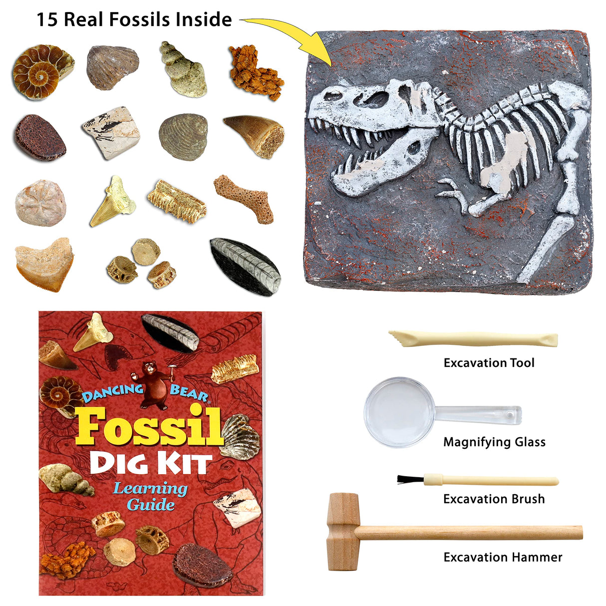 DANCING BEAR Fossil Dig Kit, Excavate 15 Prehistoric Fossils Including Real Dinosaur Bones and Shark Teeth, Paleontology STEM Education for Kids, Fun Science Activity Gift Sets for Girls and Boys DANCING BEAR
