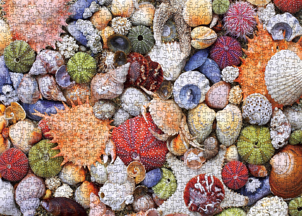 Colorful Seashell Puzzle for Adult 1000 Piece, Ocean Beach Puzzle 1000 Pieces for Adult, Marine Jigsaw Puzzles Hawaii 1000 Piece for Adult BBOLDIN