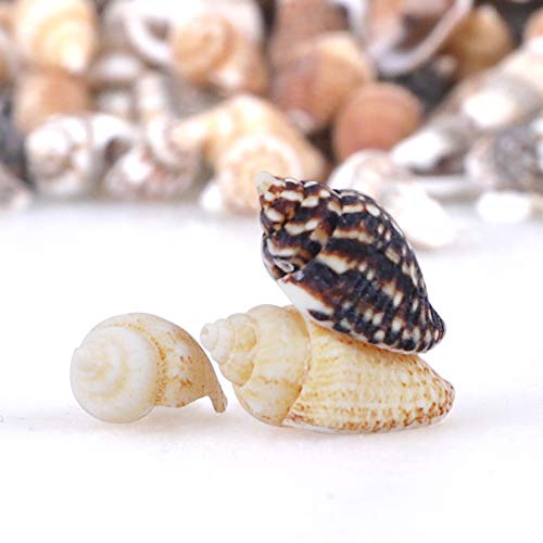 2000 PCS Tiny Mini Small Sea Shells for Crafting Spiral Conch Shells for Crafts Charms for Home Decorations Candle Decor DIY Fish Tank and Beach Vase PPCLION