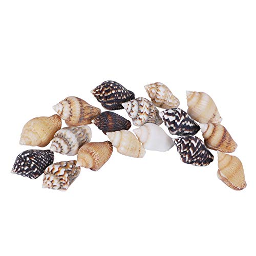 2000 PCS Tiny Mini Small Sea Shells for Crafting Spiral Conch Shells for Crafts Charms for Home Decorations Candle Decor DIY Fish Tank and Beach Vase PPCLION