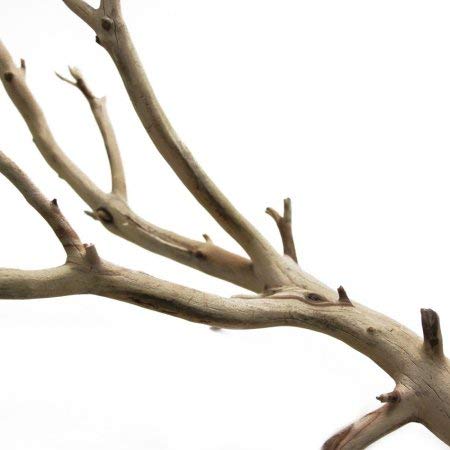 Koyal Wholesale 12-Inch California Driftwood with Natural Brown Branches, Set of 1, Real Driftwood for Wedding Home Decoration, DIY Crafts Supplies Koyal Wholesale
