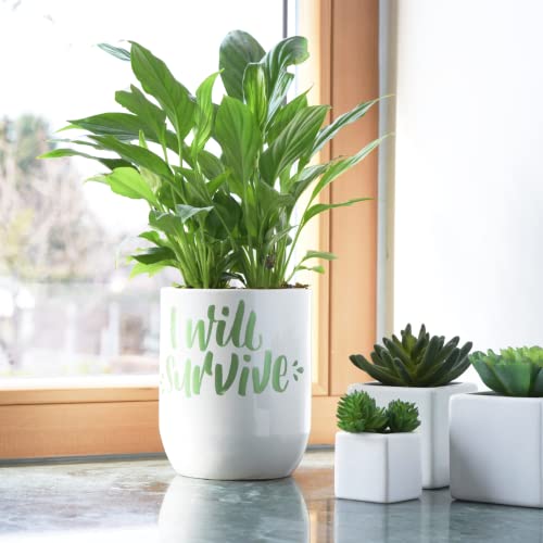 8 Posca Paint Markers, 5M Medium Markers with Reversible Tips, Marker Set of Acrylic Paint Pens | Posca Pens for Art Supplies, Fabric Paint, Fabric Uni Posca