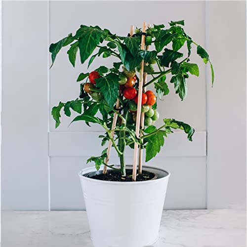 Frcctre 60 Pack 16 Inch Bamboo Plant Stakes, Natural Garden Sticks for Plant Indoor and Outdoor Gardening Plant Support Climbing Stakes for Tomatoes, Frcctre