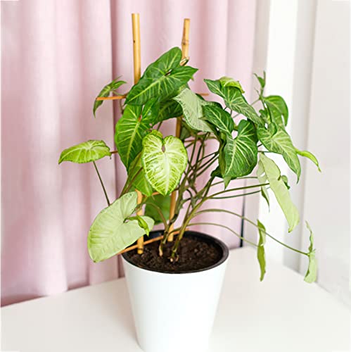 Frcctre 60 Pack 16 Inch Bamboo Plant Stakes, Natural Garden Sticks for Plant Indoor and Outdoor Gardening Plant Support Climbing Stakes for Tomatoes, Frcctre