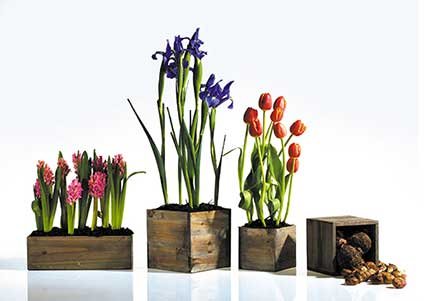 Wood Planter Box, 5 Inch Square, Rustic Barn Wood, Plastic Liner, Garden Centerpiece Display, Wedding Flowers Holder, Home and Venue Decor, (Set of Accent Decor