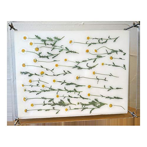 Wooden Flower Press Kit, Leaf Press, Nature Plant Press Set, Fruit Pressing Kit, Wooden Art Kit for DIY Art Handcraft (6.3x8.3inch/16x21cm) LIXINDEE