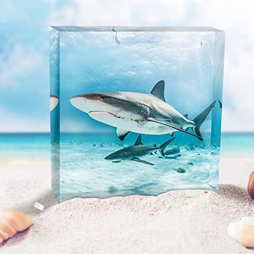 Square Silicone Molds for Resin, Large Resin Molds, Deep Resin Molds for Flowers Preservation, Epoxy Molds for Resin Casting DIY Insect Specimens Actvty