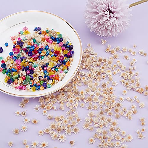 Queenbox 200pcs Colorful Mini Star Daisy Dry Flowers, Art Craft Brazilian Natural Dried Floral Head for Wedding Confetti Soap Candle Scrapbooking DIY Queenbox