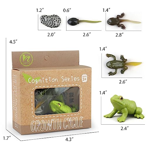 Montessori Life Cycle Learning & Education Toys - Plastic Insect Ladybug, Monarch Butterfly, and Tadpole-to-Frog Kit for Kids, Preschool Learning BOTICAKO
