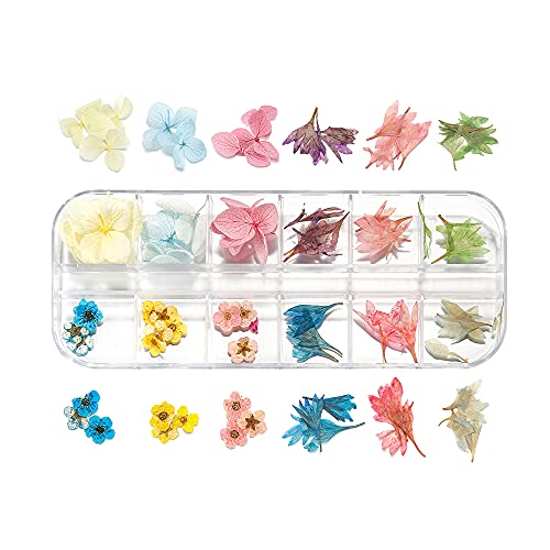 AGCFABS 1 Box Real Dried Flower Dry Plants Ammi Majus for UV Epoxy Resin Pendant Necklace Jewelry Making Craft Nail Art Decoration (5) AGCFABS